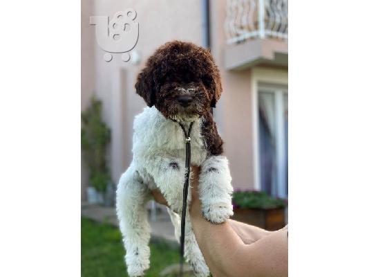 Κουτάβια Lagotto Romagnolo